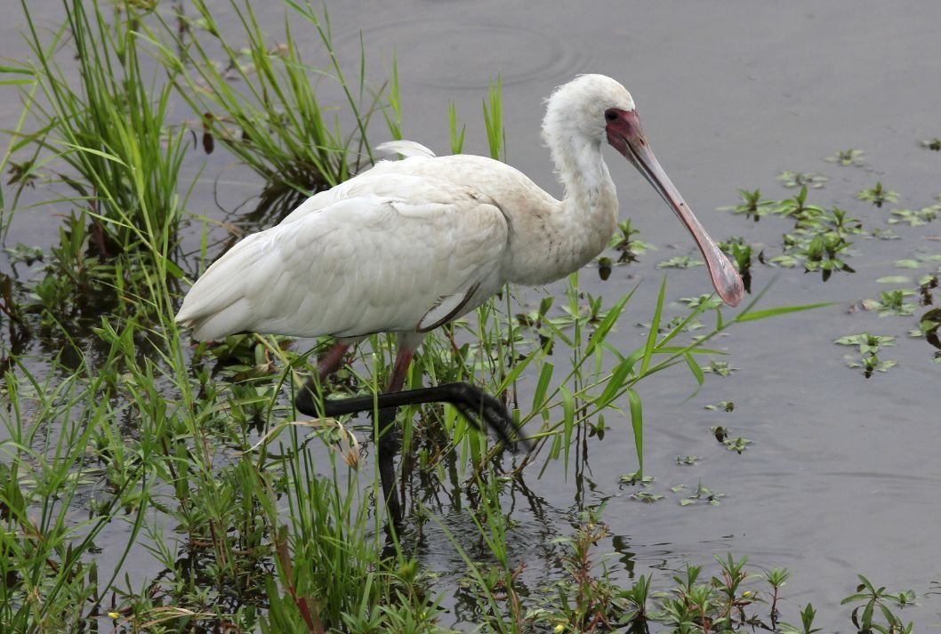 African Spoonbill in Tanzania